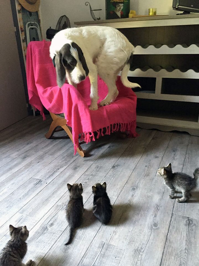 Kenapa 5 Anjing Ini Malah Takut Kucing Sih Kebalik Woi